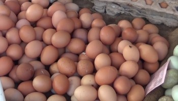 Pecah Rekor, Harga Telur Makin Horor